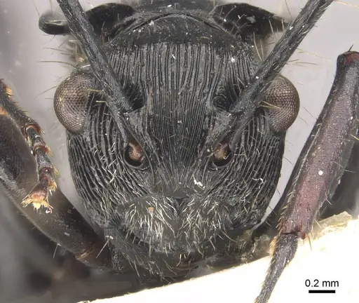 Polyrhachis coerulescens - CASENT0910836