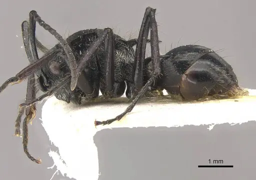 Polyrhachis coerulescens - CASENT0910836