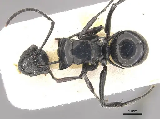 Polyrhachis coerulescens - CASENT0910837