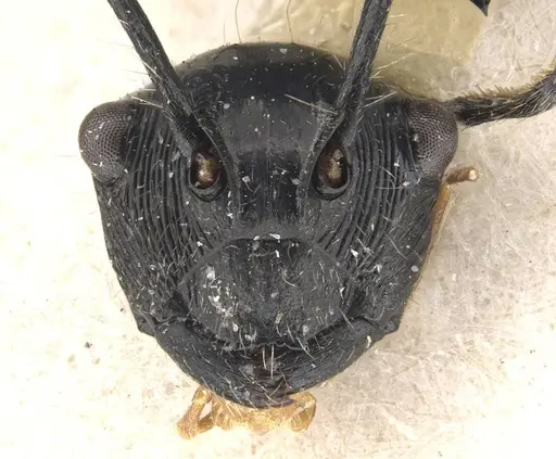 Polyrhachis coerulescens - CASENT0910837