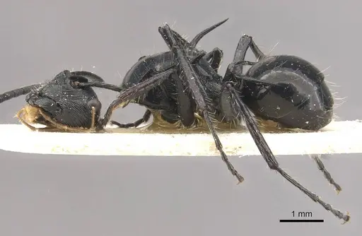 Polyrhachis coerulescens - CASENT0910837