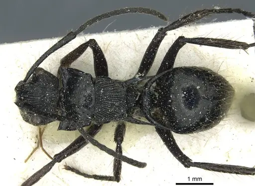 Polyrhachis coerulescens - CASENT0912095