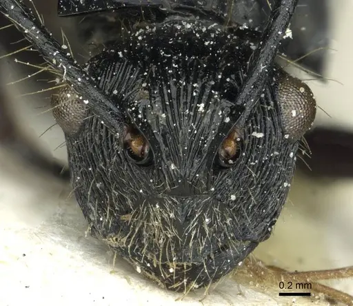 Polyrhachis coerulescens - CASENT0912095