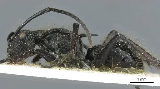 Polyrhachis coerulescens - CASENT0912095