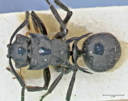 Polyrhachis coerulescens - FOCOL2924