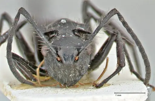 Polyrhachis coerulescens - FOCOL2924