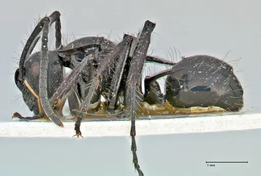 Polyrhachis coerulescens - FOCOL2924