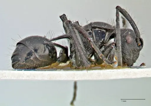 Polyrhachis coerulescens - FOCOL2924