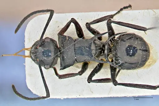 Polyrhachis coerulescens - FOCOL2925