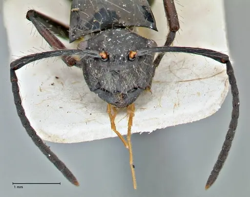 Polyrhachis coerulescens - FOCOL2925