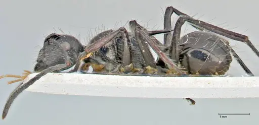 Polyrhachis coerulescens - FOCOL2925