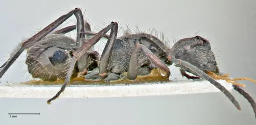 Polyrhachis coerulescens - FOCOL2925