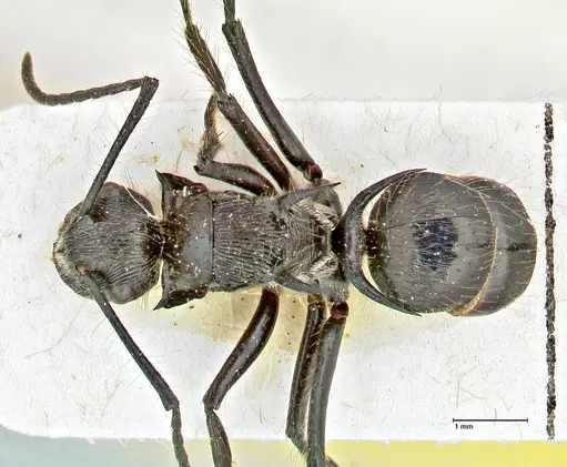 Polyrhachis coerulescens - FOCOL2926