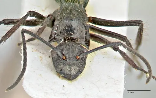 Polyrhachis coerulescens - FOCOL2926