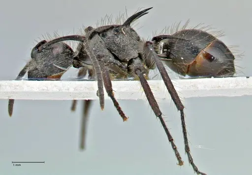 Polyrhachis coerulescens - FOCOL2926