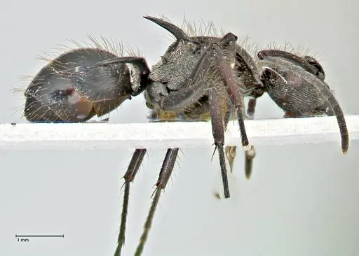 Polyrhachis coerulescens - FOCOL2926
