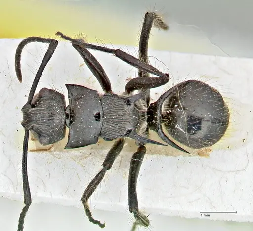 Polyrhachis coerulescens - FOCOL2927
