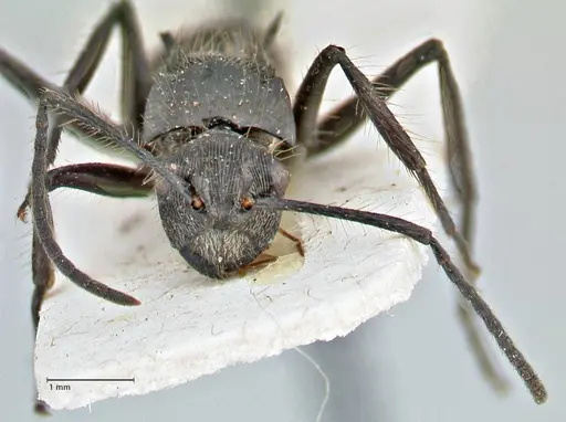 Polyrhachis coerulescens - FOCOL2927