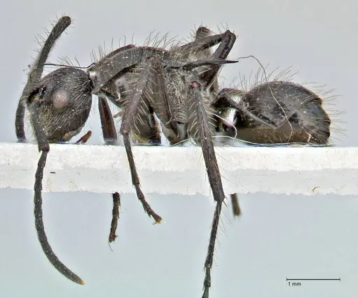 Polyrhachis coerulescens - FOCOL2927