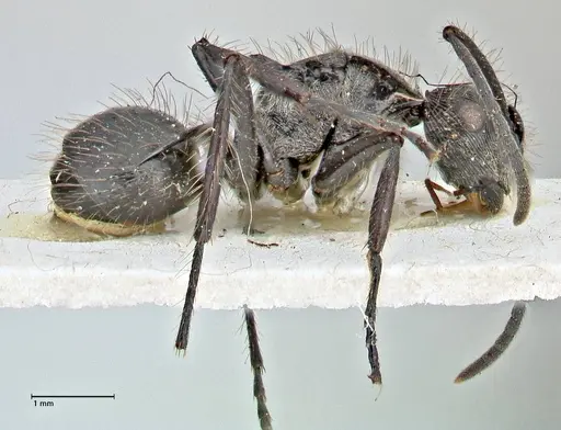 Polyrhachis coerulescens - FOCOL2927