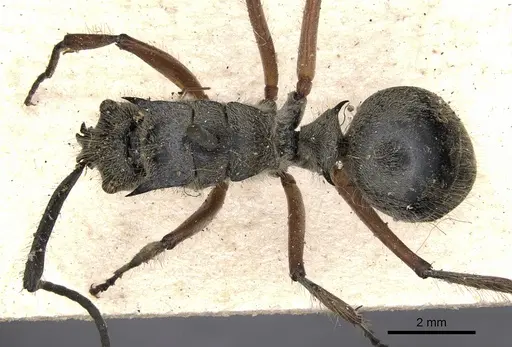 Polyrhachis compressicornis specimen