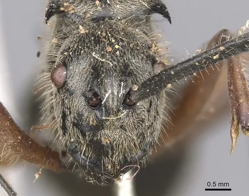 Polyrhachis compressicornis specimen