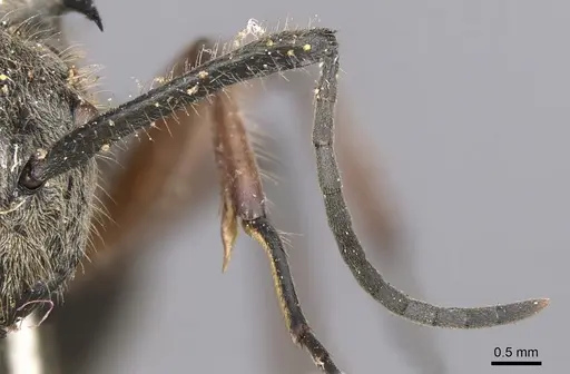 Polyrhachis compressicornis specimen