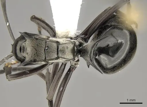 Polyrhachis concava specimen