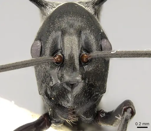 Polyrhachis concava specimen