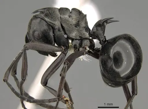 Polyrhachis concava specimen