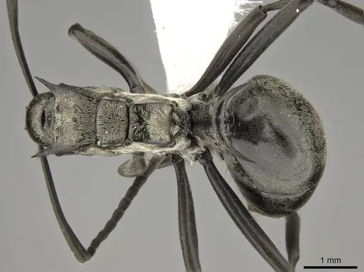 Polyrhachis concava - CASENT0281442