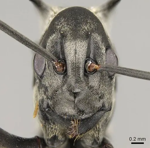 Polyrhachis concava - CASENT0281442
