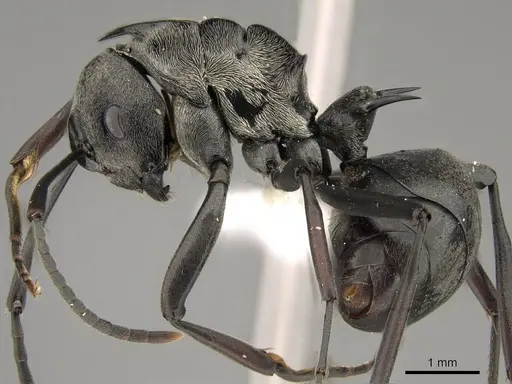Polyrhachis concava - CASENT0281442