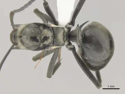Polyrhachis concava - CASENT0415799