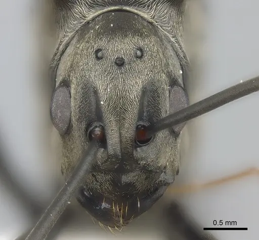 Polyrhachis concava - CASENT0415799