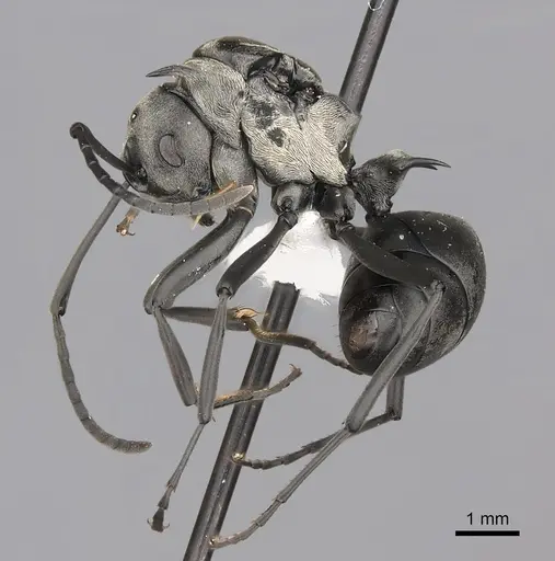 Polyrhachis concava - CASENT0415799