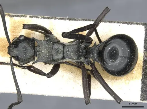 Polyrhachis concava - CASENT0910903