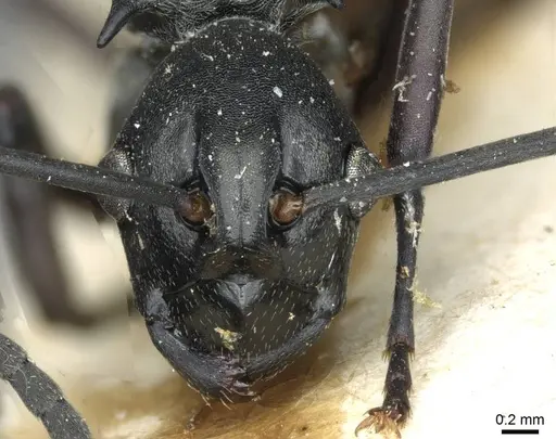 Polyrhachis concava - CASENT0910903