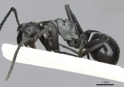 Polyrhachis concava - CASENT0910903