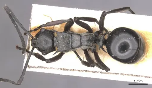 Polyrhachis concava - CASENT0913678