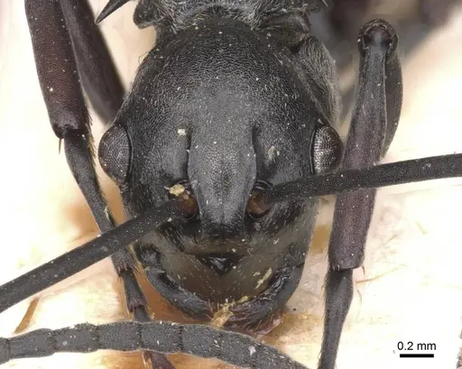 Polyrhachis concava - CASENT0913678