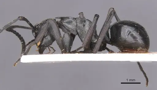 Polyrhachis concava - CASENT0913678
