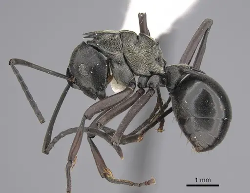 Polyrhachis concava - CASENT0923487