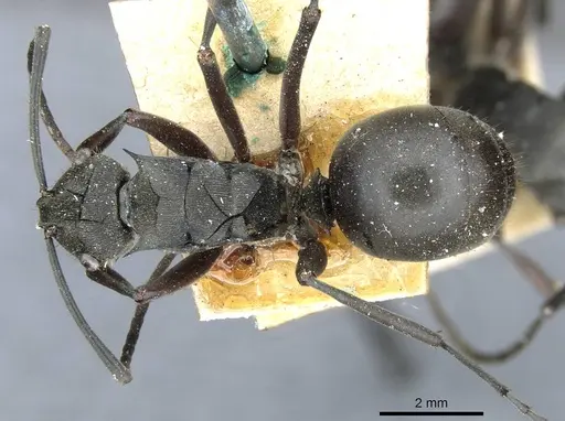 Polyrhachis conops specimen