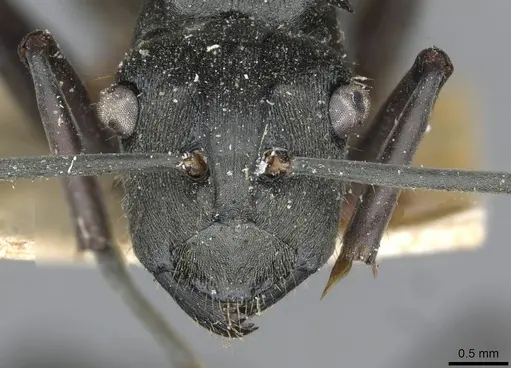 Polyrhachis conops specimen