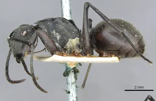 Polyrhachis conops specimen