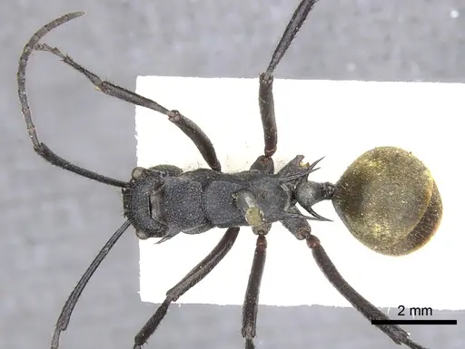 Polyrhachis consimilis specimen