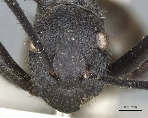 Polyrhachis consimilis specimen