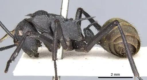 Polyrhachis consimilis specimen