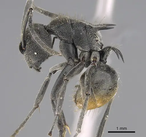 Polyrhachis constricta specimen